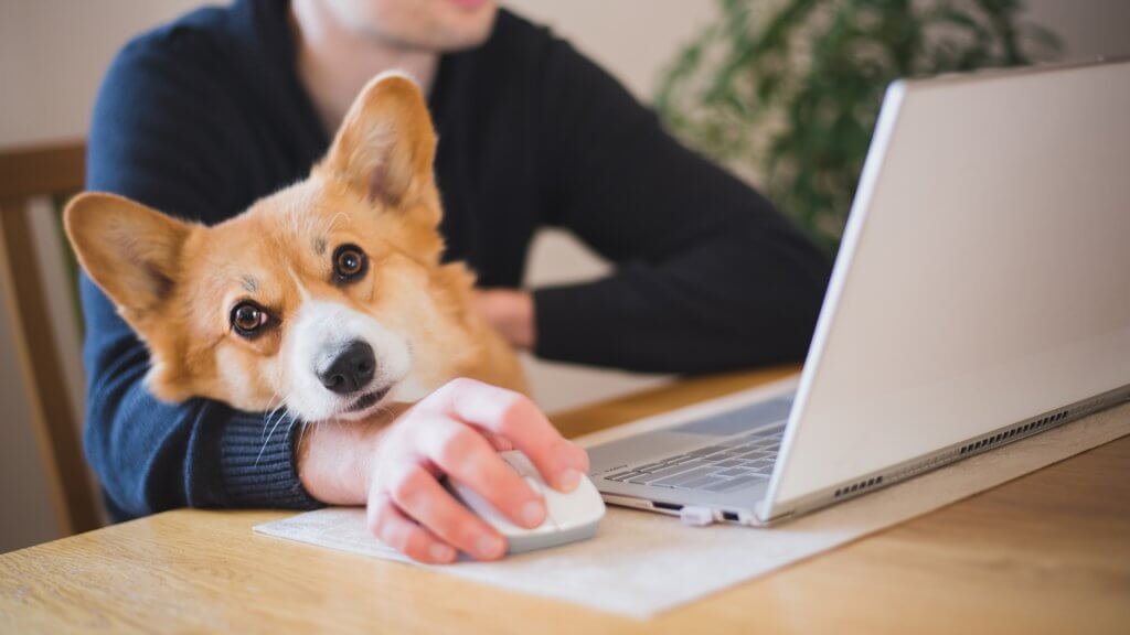 Should Pet Policies be Revised at Work?
