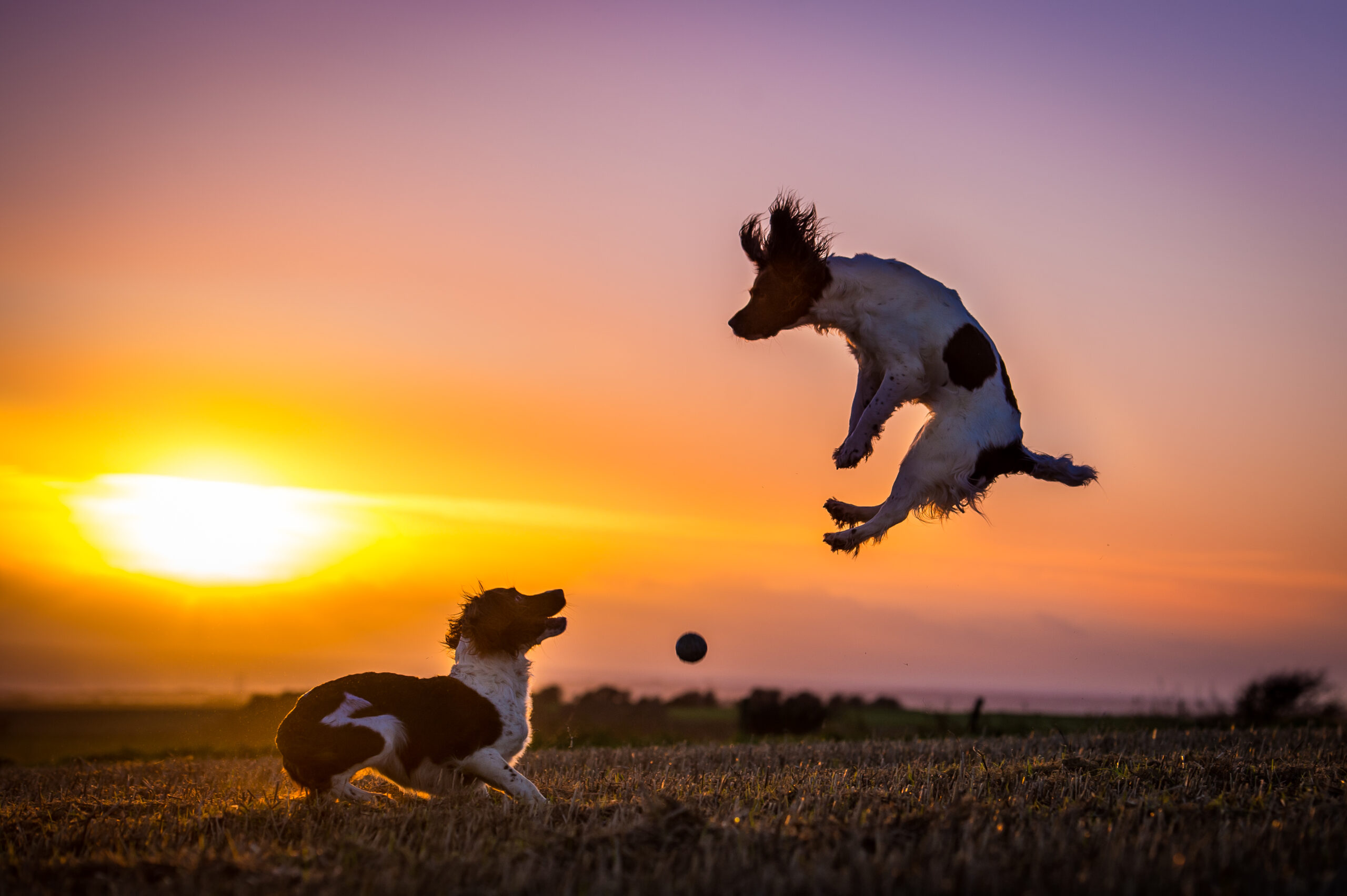 Winner small image - BLACKDOG Freedom Adventures