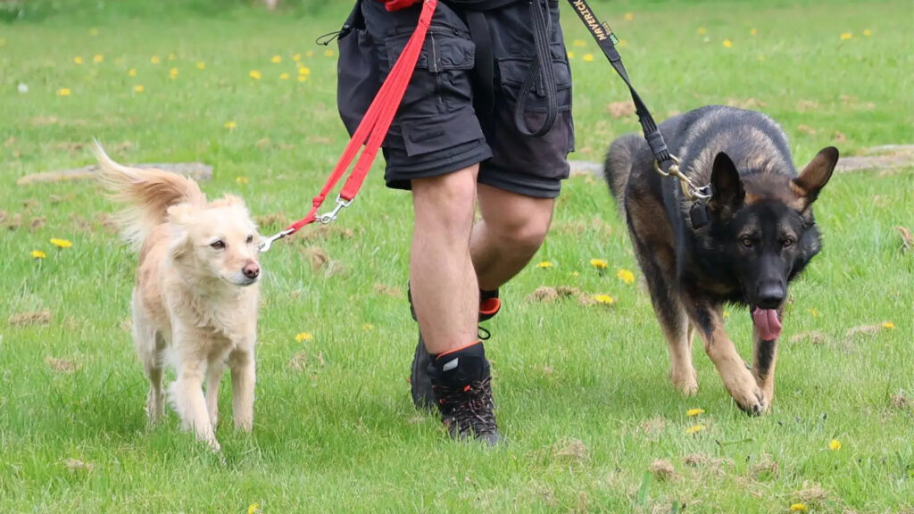 Most Positive Dog Training & Behavioural Services 2025 – UK