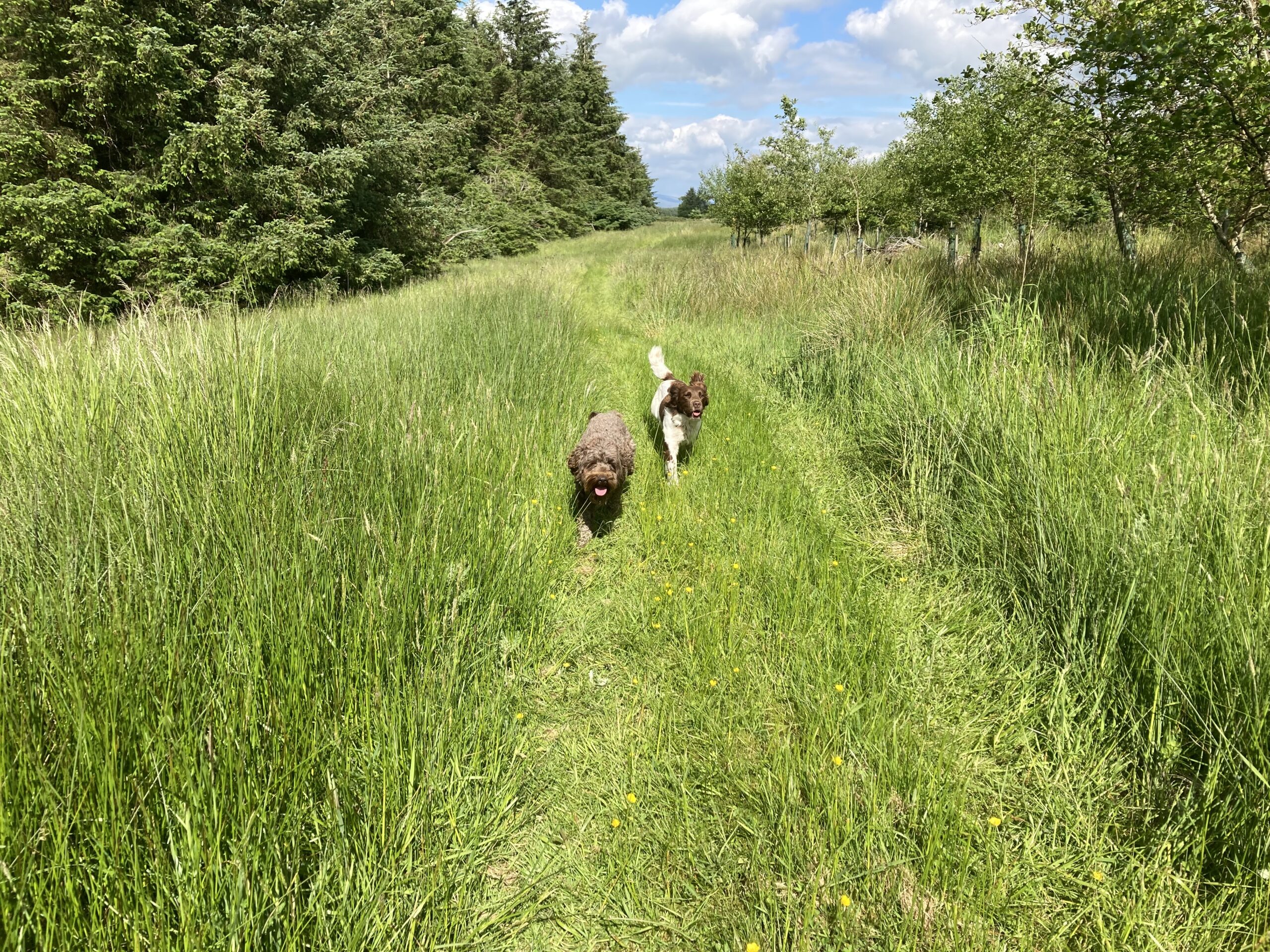 Winner small image - Garrique Cottage