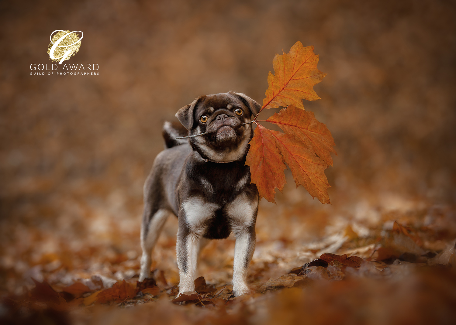 Winner small image - Adventure Pawtraits