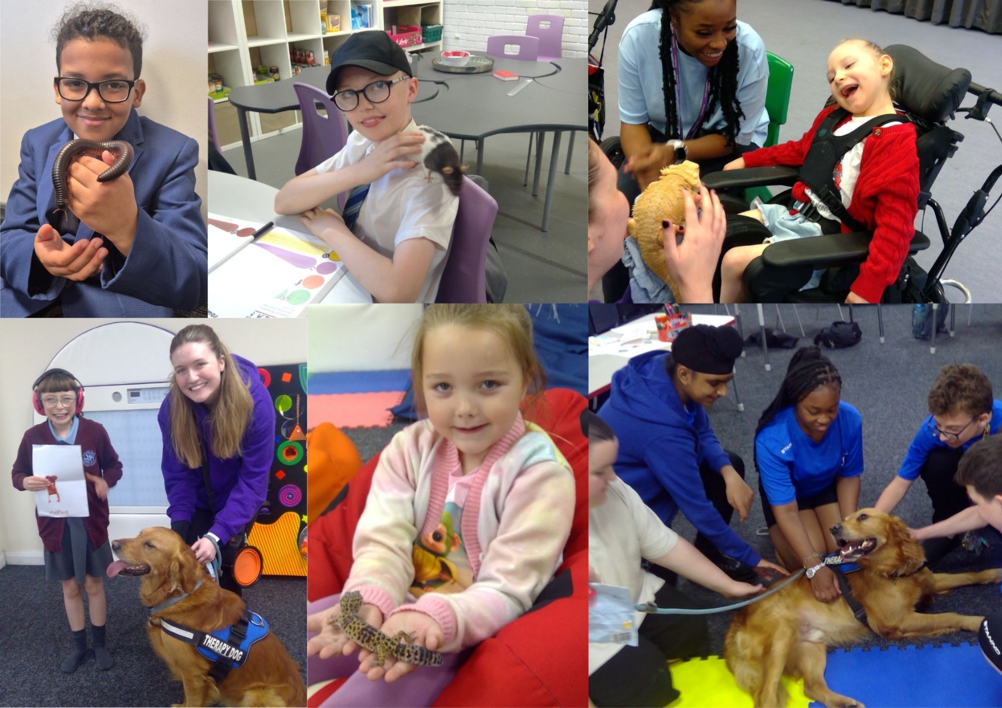 Winner small image - HugglePets