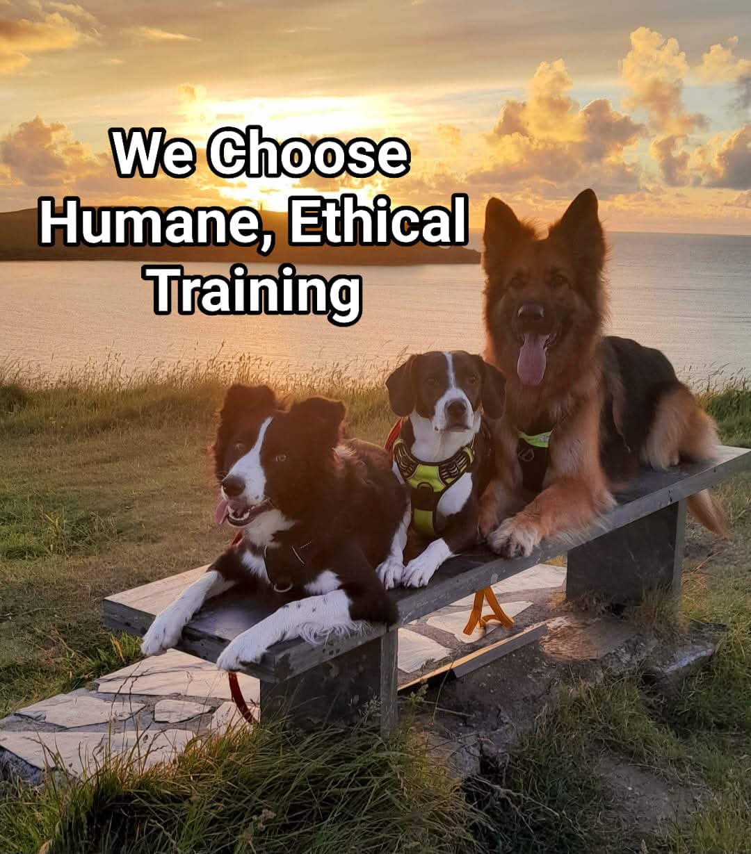 Winner small image - Paw and Order Dog Training