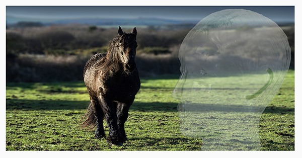 Winner small image - Equus Ferus International CIC
