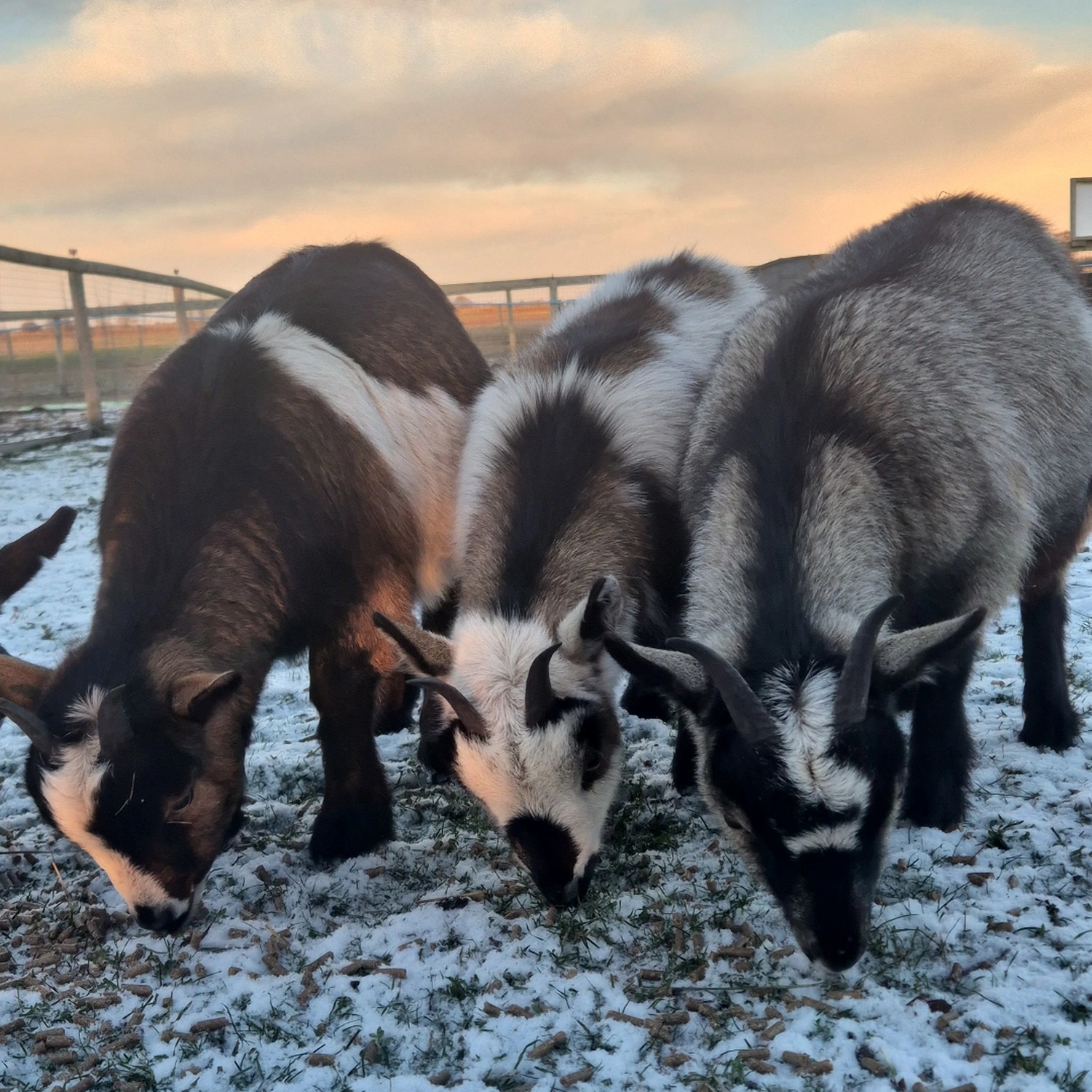 Winner small image - Harvest Barn Farmshop & Coffee Shop