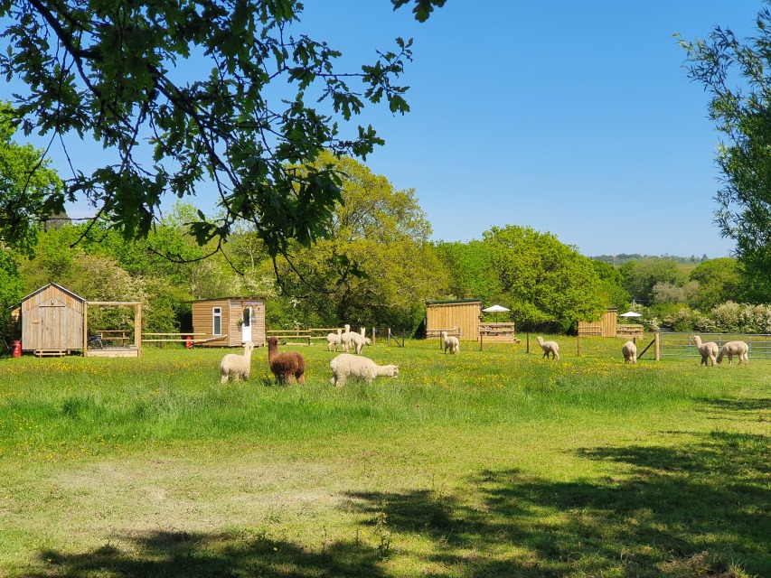 Winner small image - Dartmoor Reach Alpaca Farm