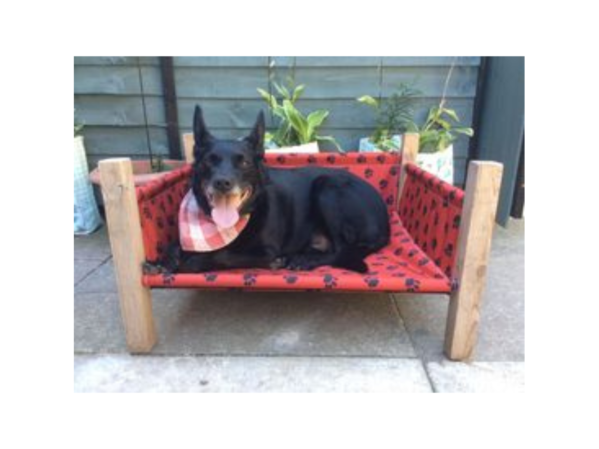 Winner small image - Duxenall Dog Bedz