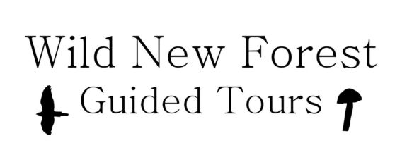 Winner small image - Wild New Forest Guided Tours
