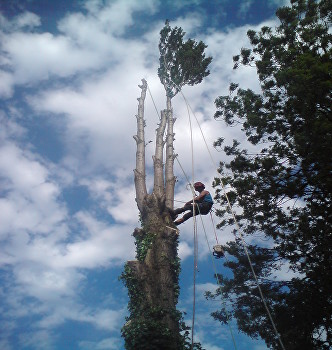 Winner small image - Dragonfly Tree and Garden Services